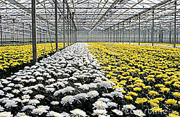 多伦多附近效益好，带三套房的温室花卉农场 