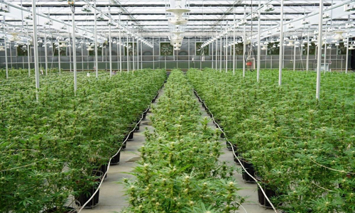 Ontario Greenhouse for sale