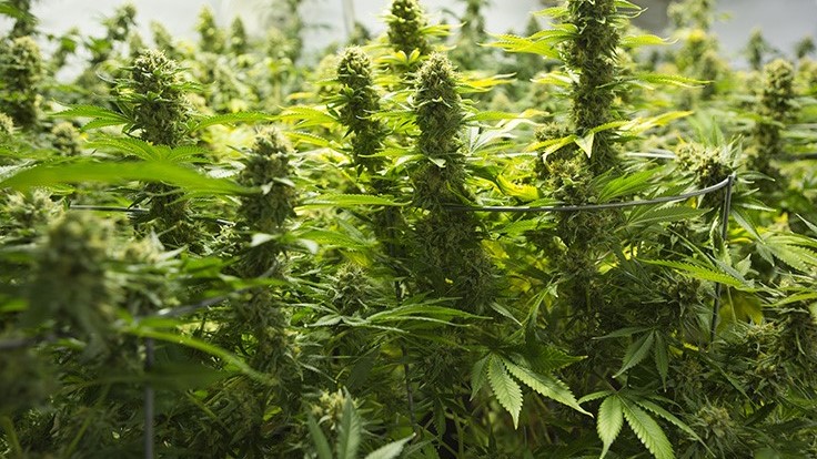 带加拿大政府合法执照的药用大麻农场出售